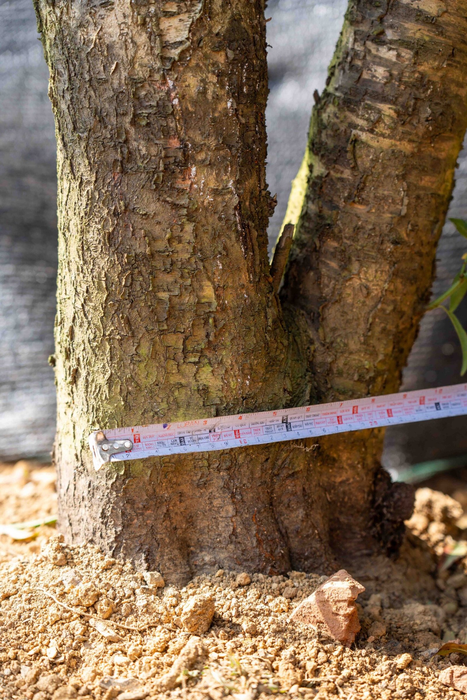 Đào tết Mộc Châu mã số 57 - Image 6