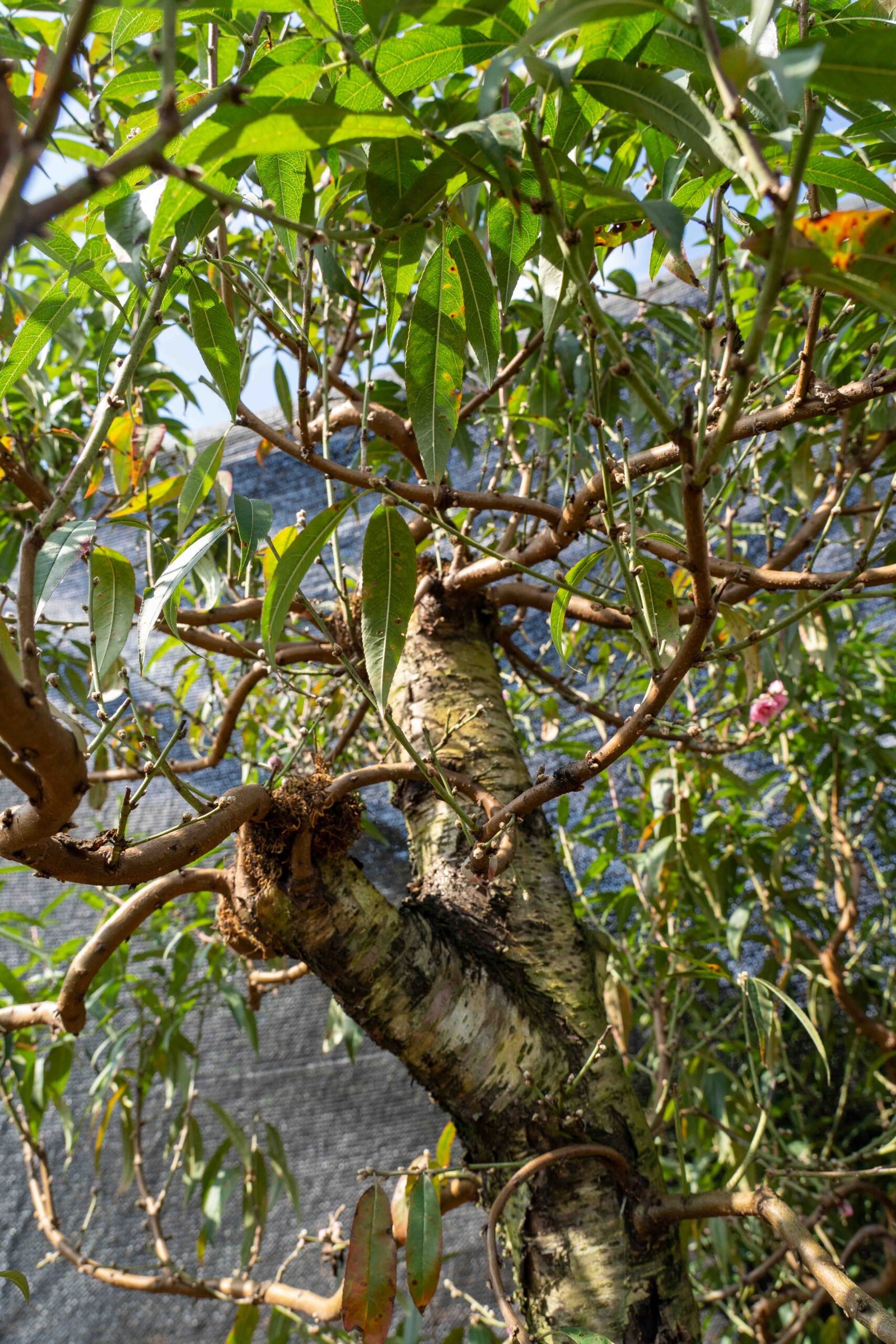 Đào tết Mộc Châu mã số 57 - Image 7