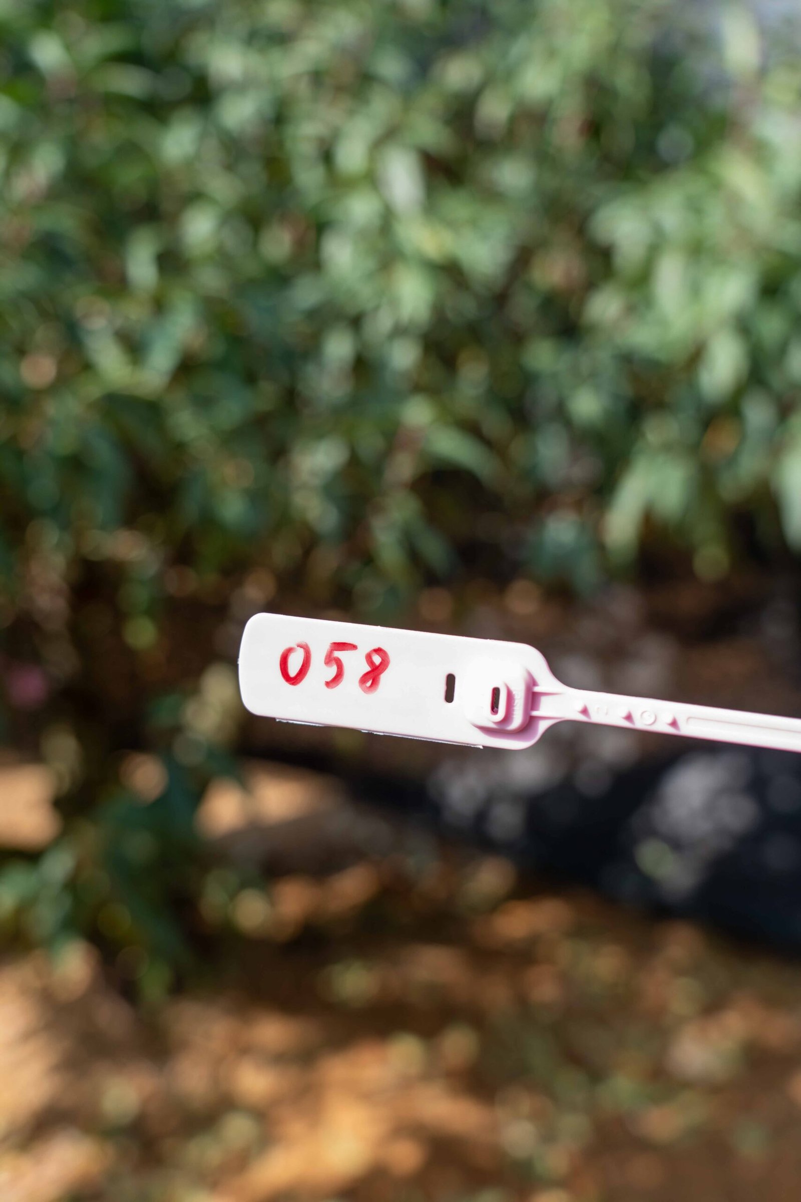 Đào tết Mộc Châu mã số 58 - Image 2