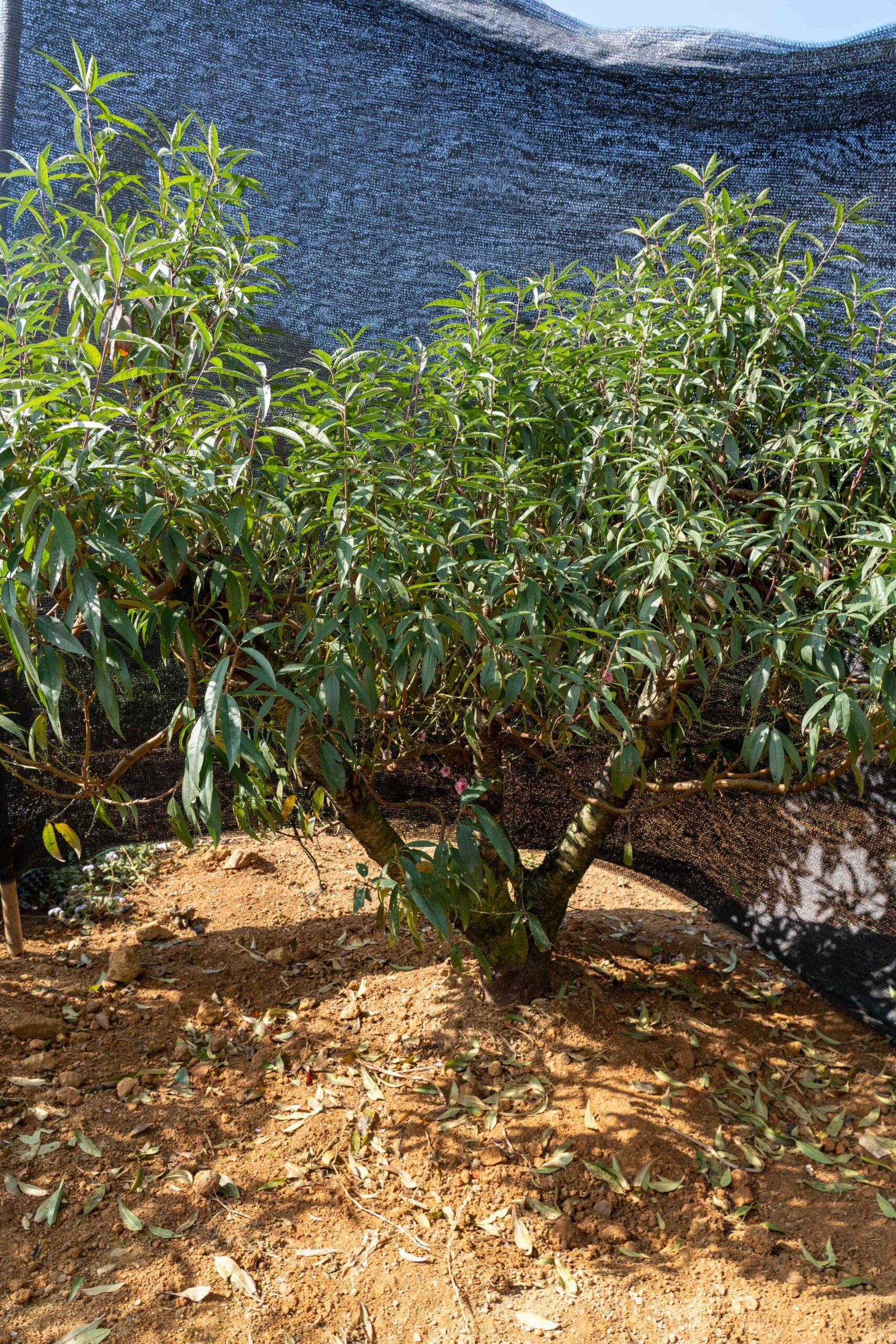 Đào tết Mộc Châu mã số 58 - Image 3