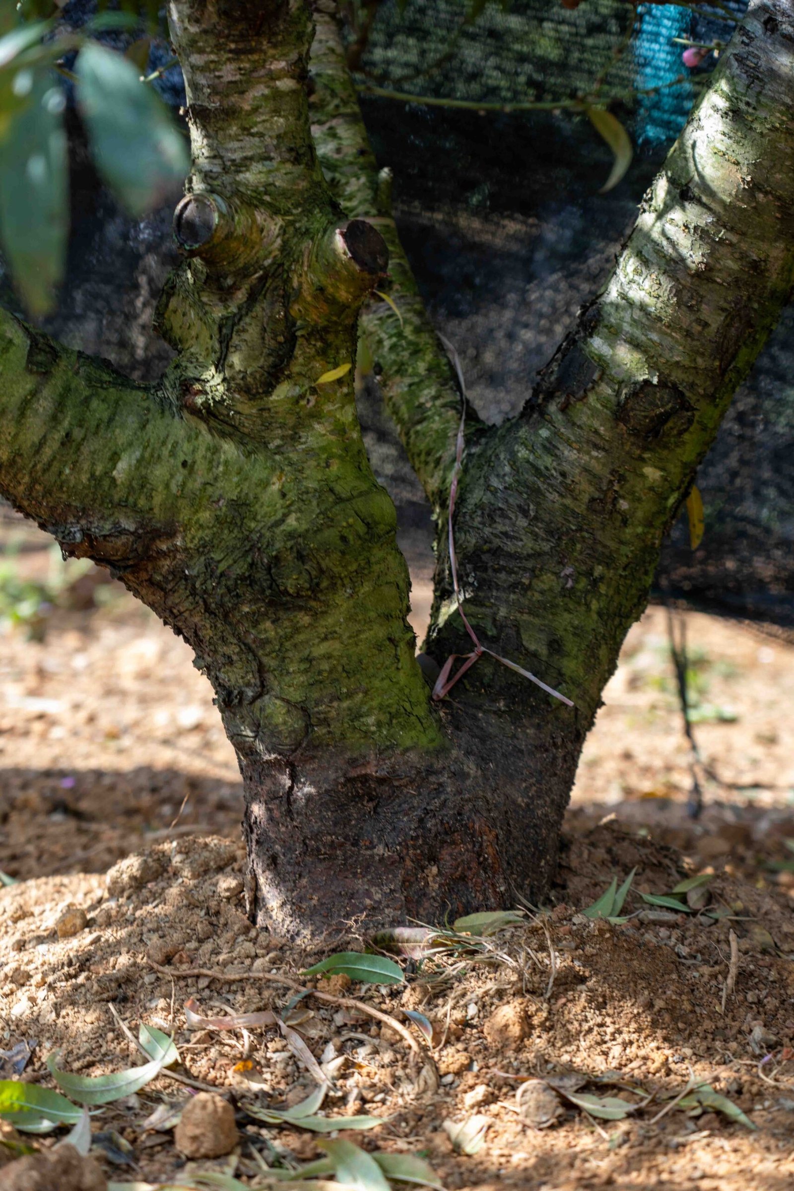 Đào tết Mộc Châu mã số 58 - Image 4