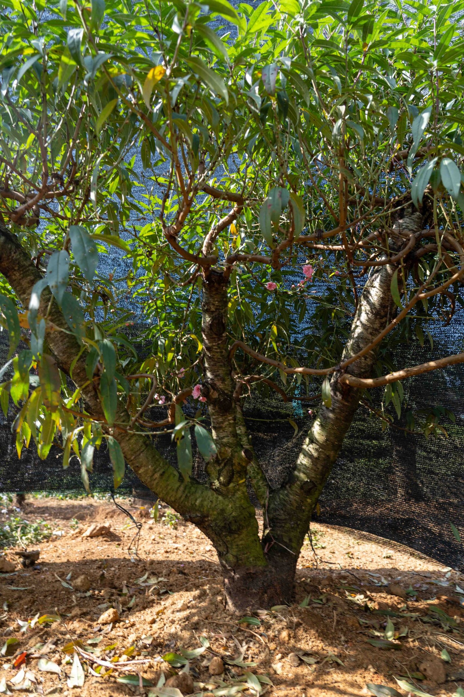 Đào tết Mộc Châu mã số 58 - Image 6