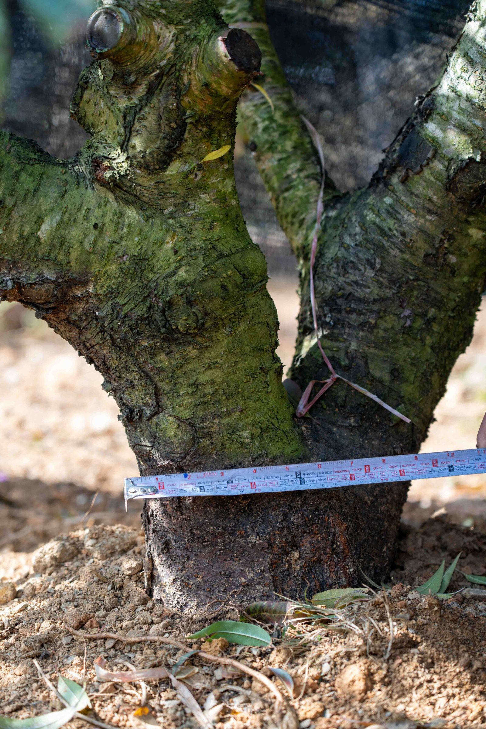 Đào tết Mộc Châu mã số 58 - Image 7