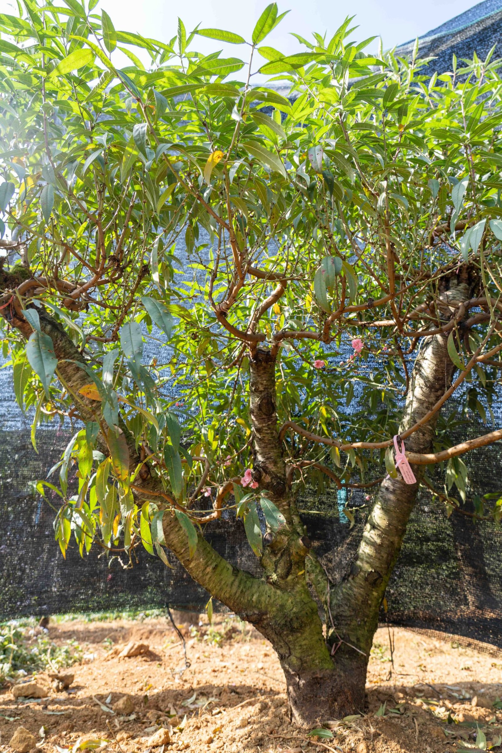 Đào tết Mộc Châu mã số 58 - Image 8