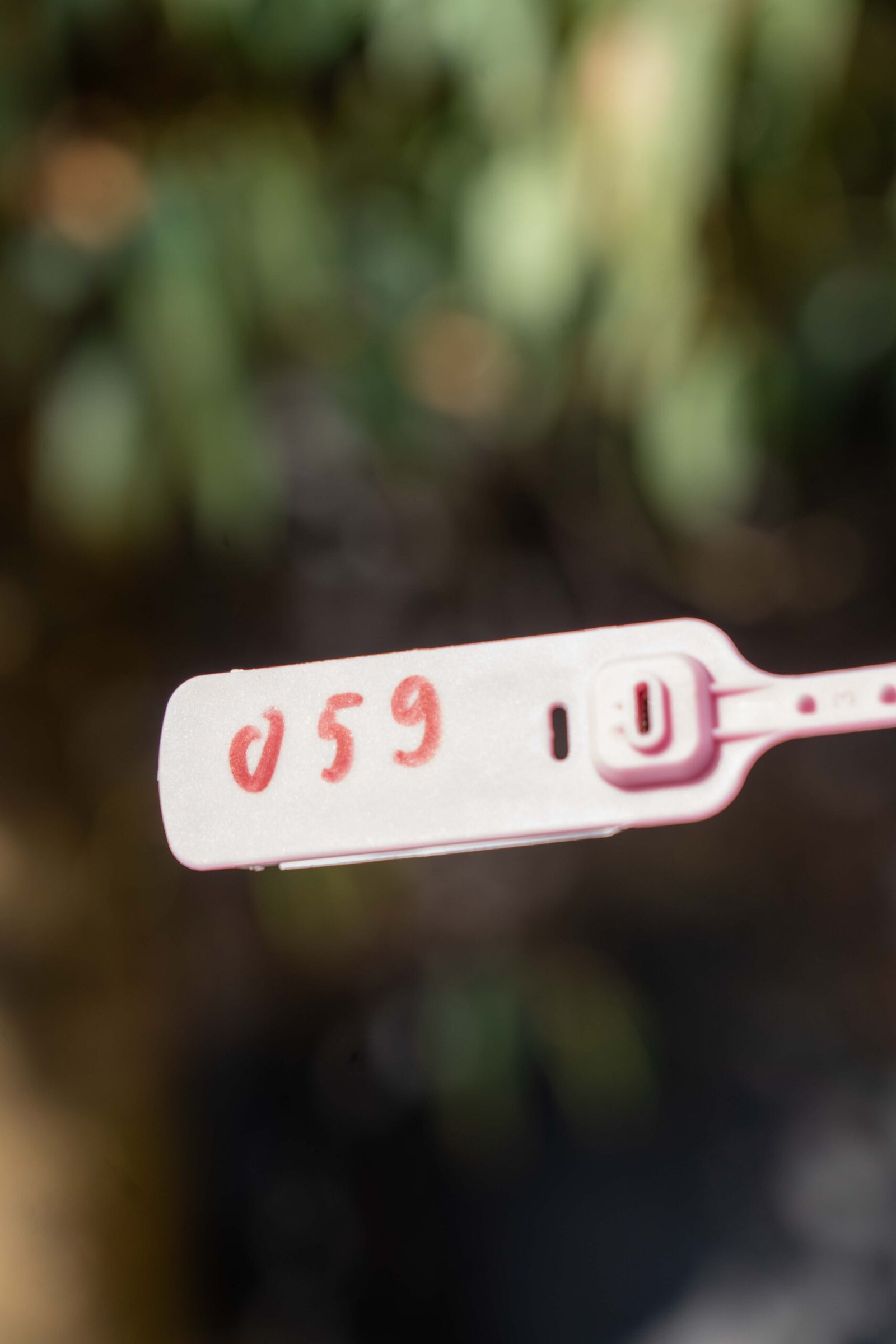 Đào tết Mộc Châu mã số 59 - Image 2