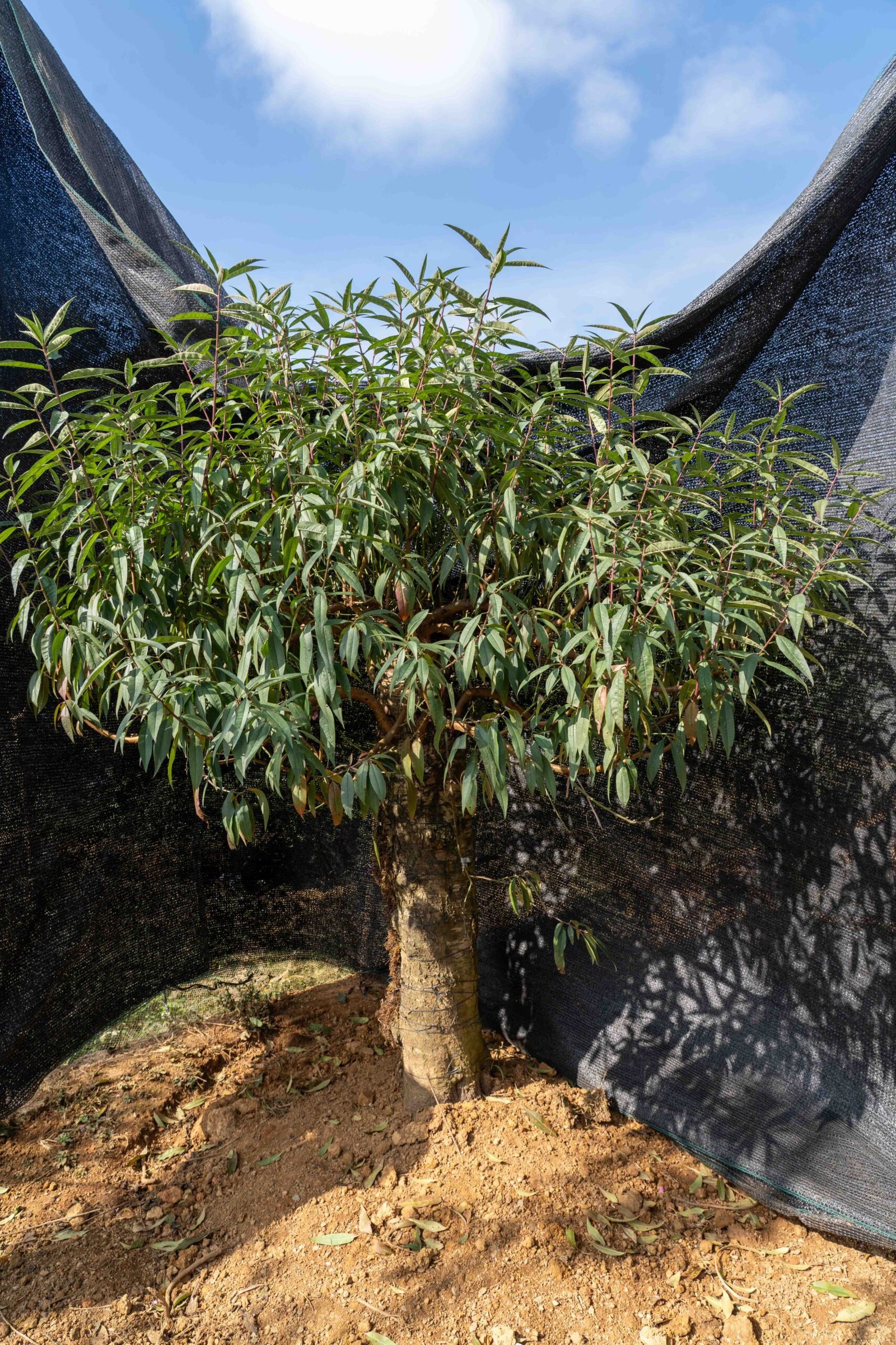 Đào tết Mộc Châu mã số 59