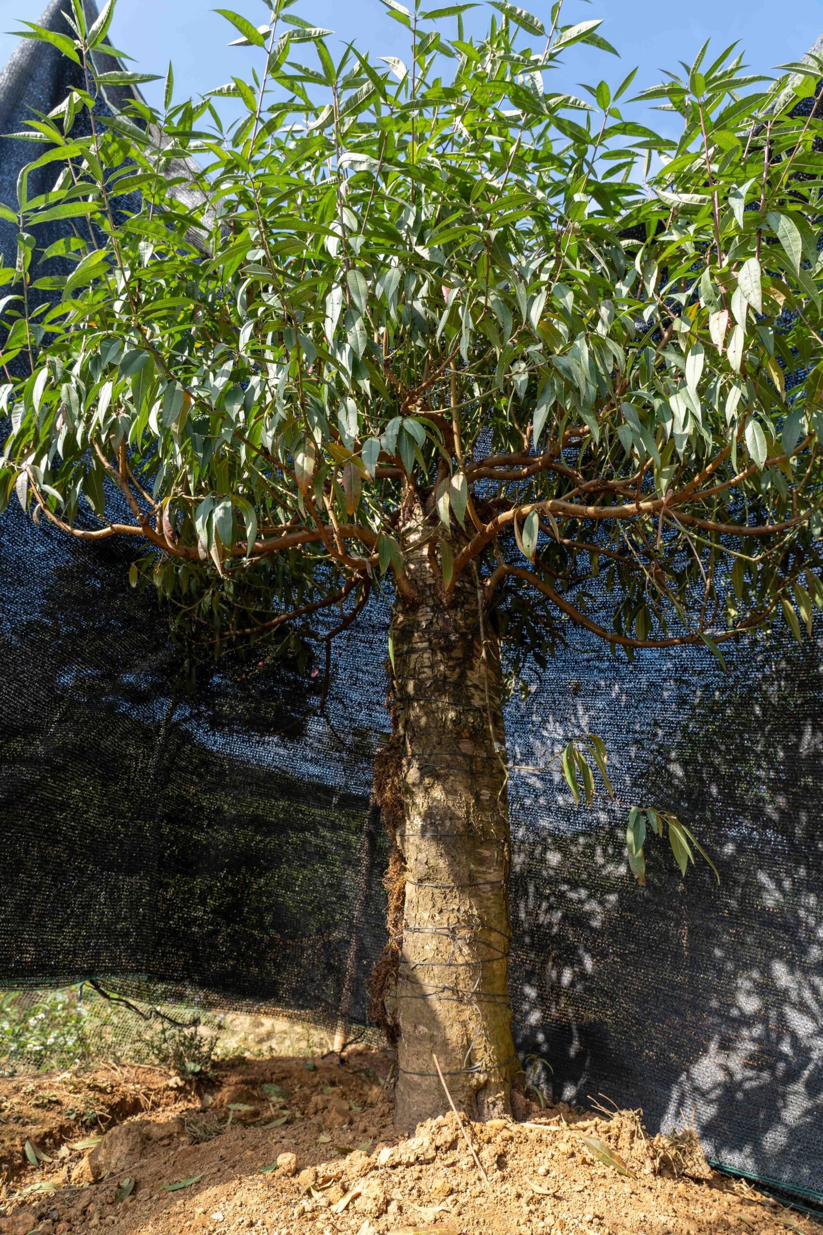 Đào tết Mộc Châu mã số 59 - Image 4