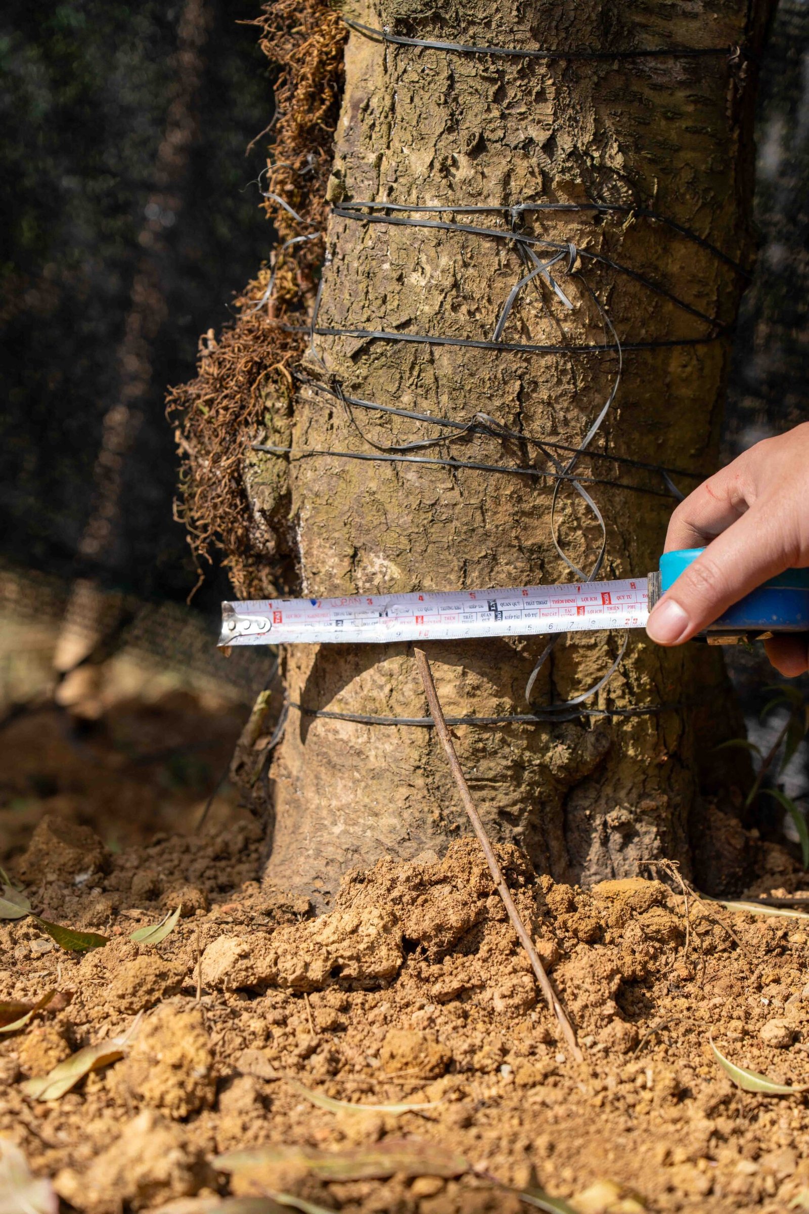 Đào tết Mộc Châu mã số 59 - Image 7