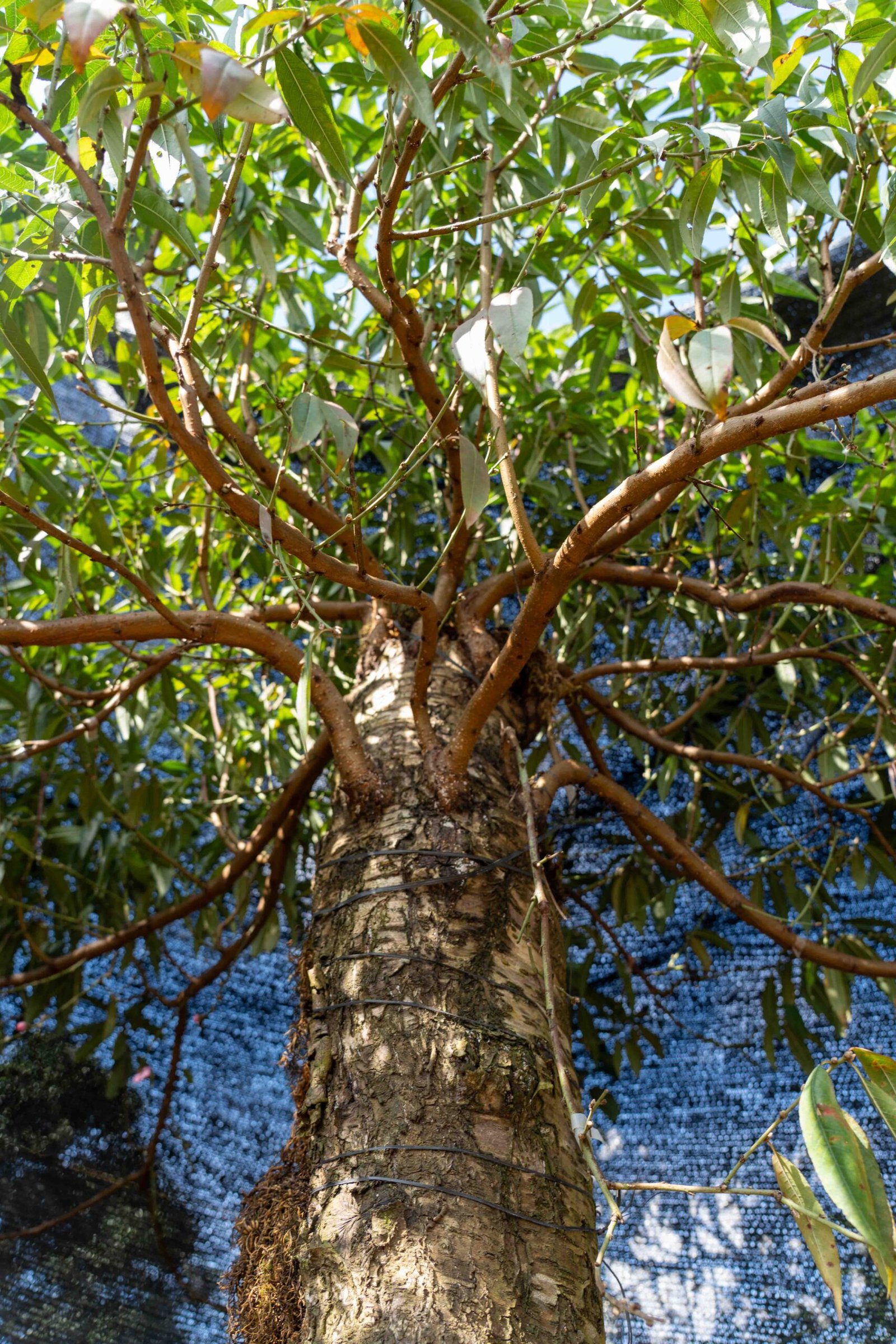 Đào tết Mộc Châu mã số 59 - Image 8