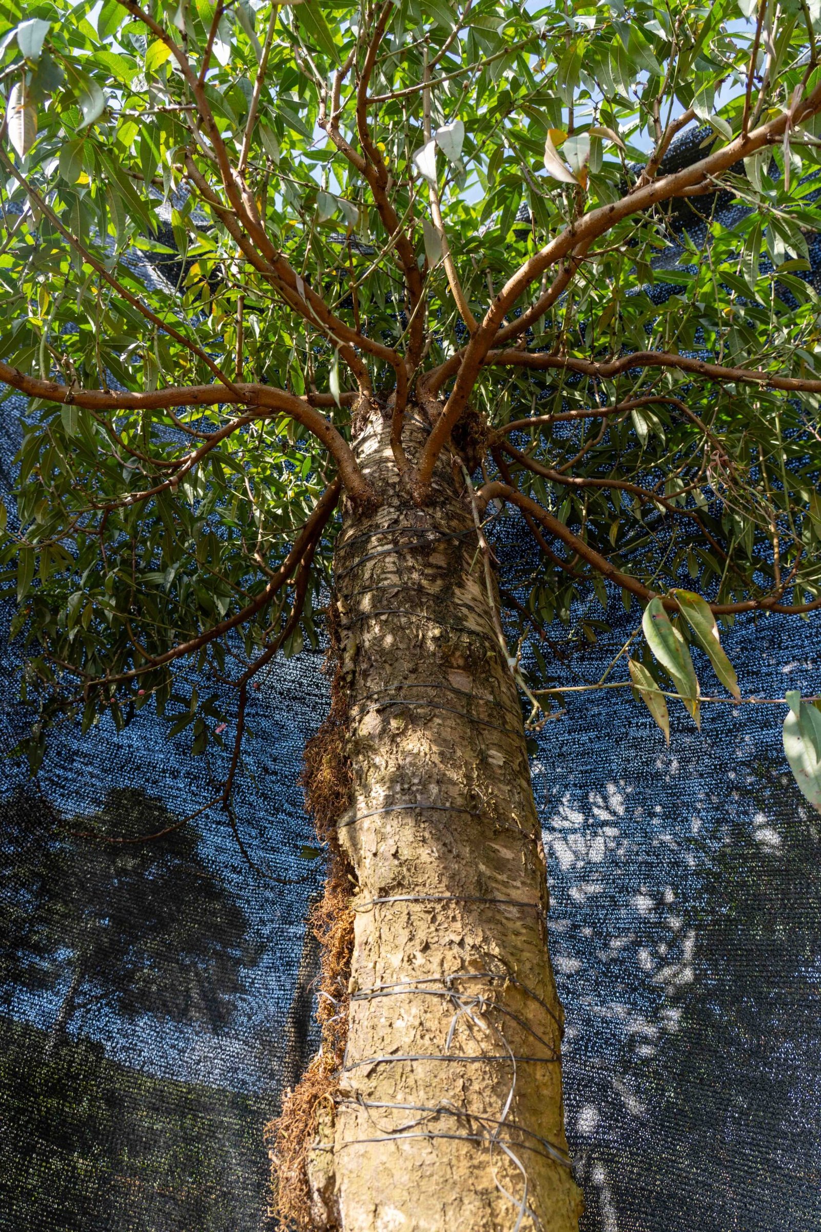 Đào tết Mộc Châu mã số 59 - Image 9