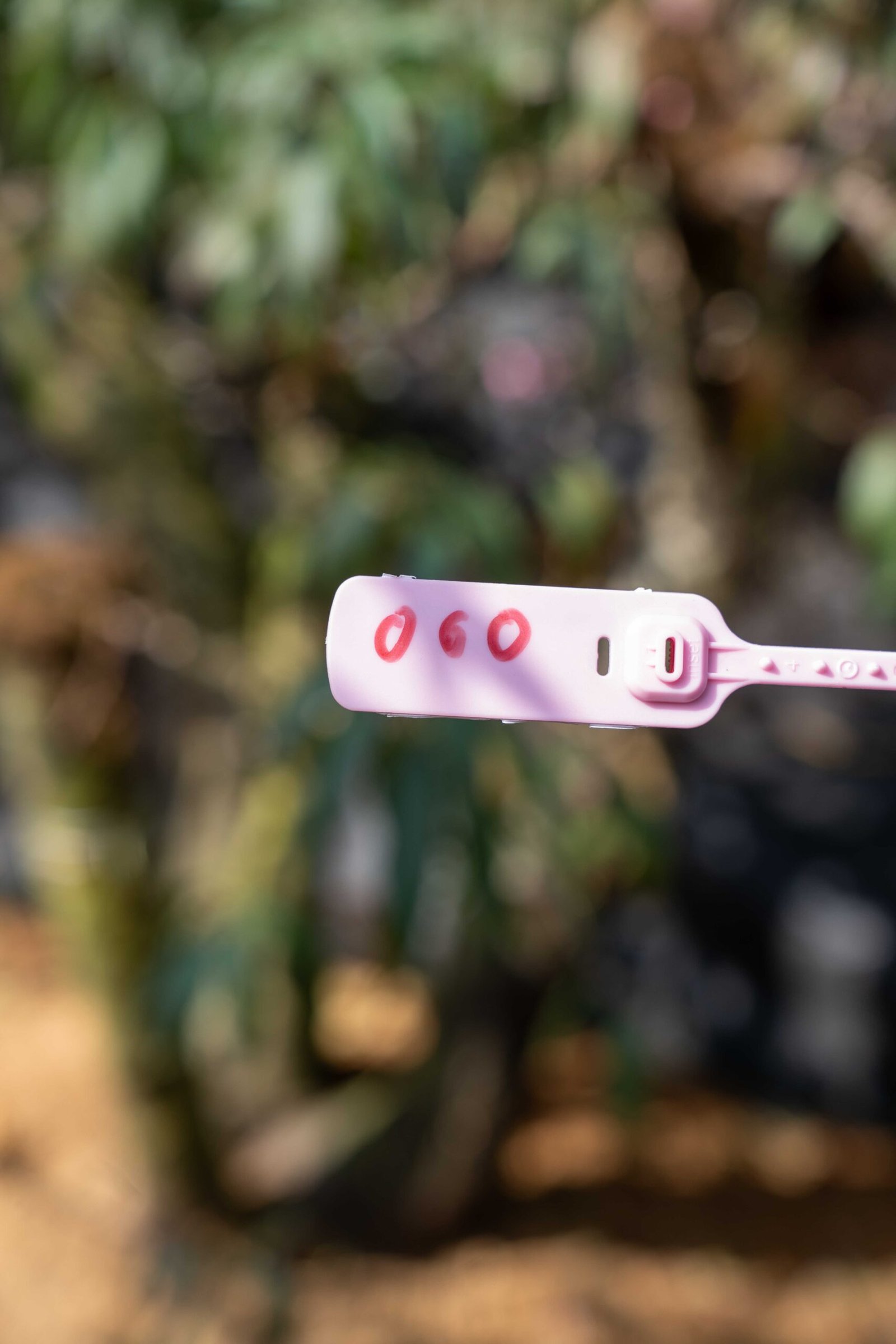 Đào tết Mộc Châu mã số 60 - Image 2