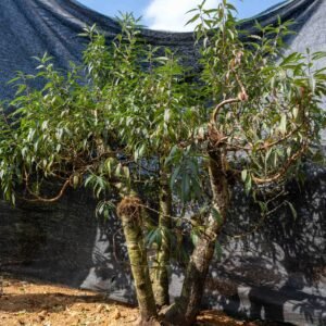 Đào tết Mộc Châu mã số 60