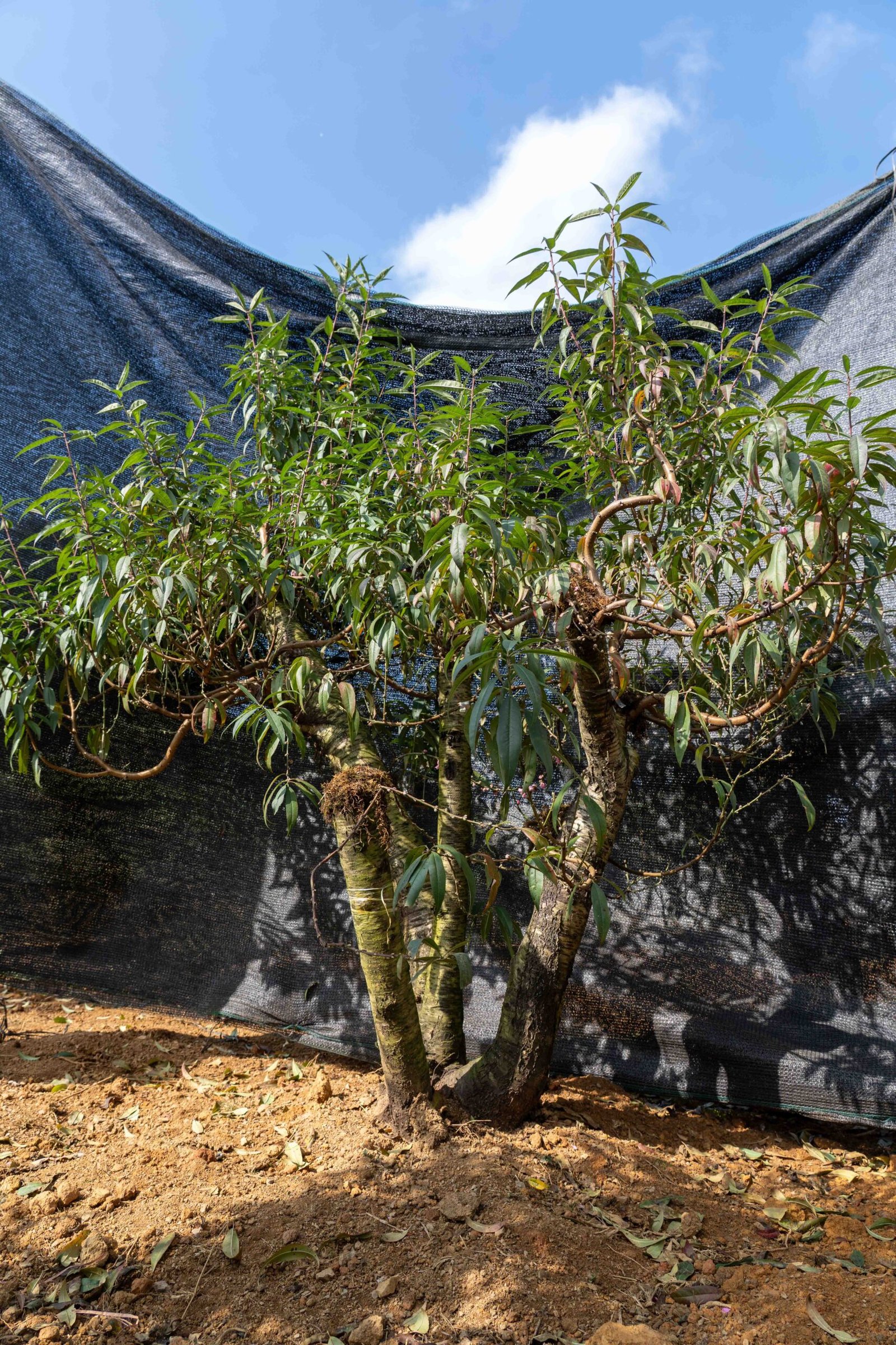 Đào tết Mộc Châu mã số 60