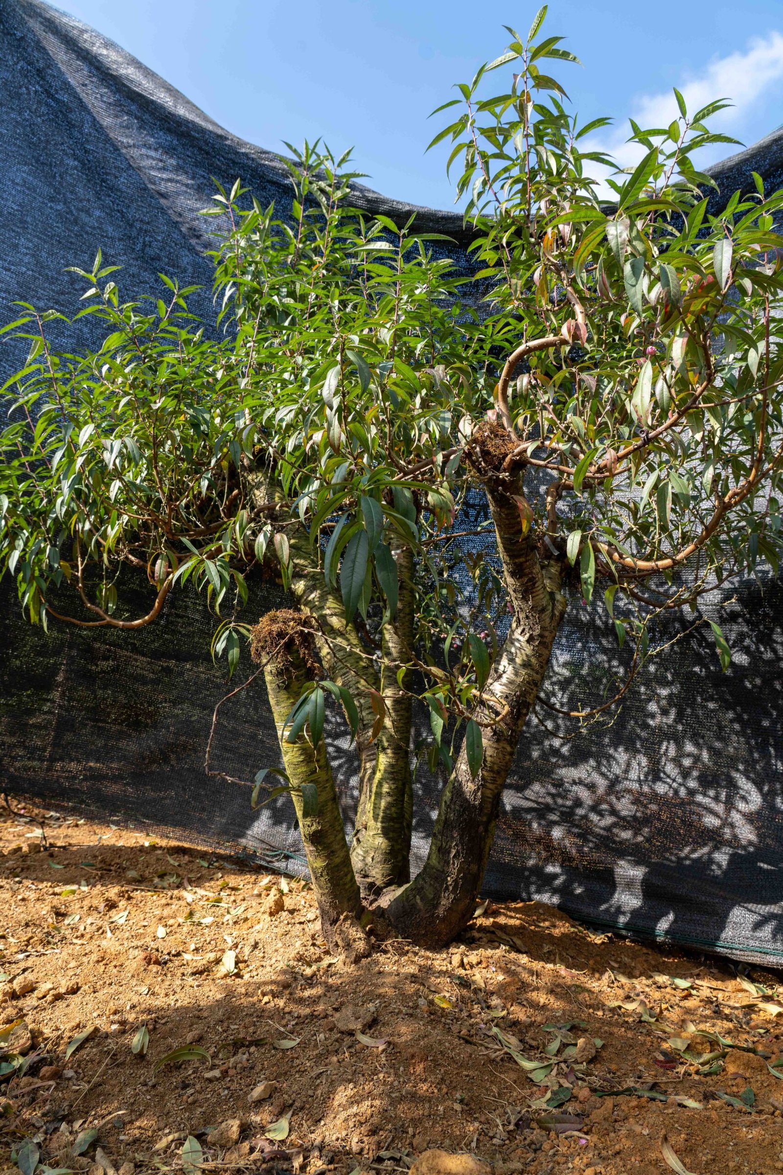 Đào tết Mộc Châu mã số 60 - Image 7