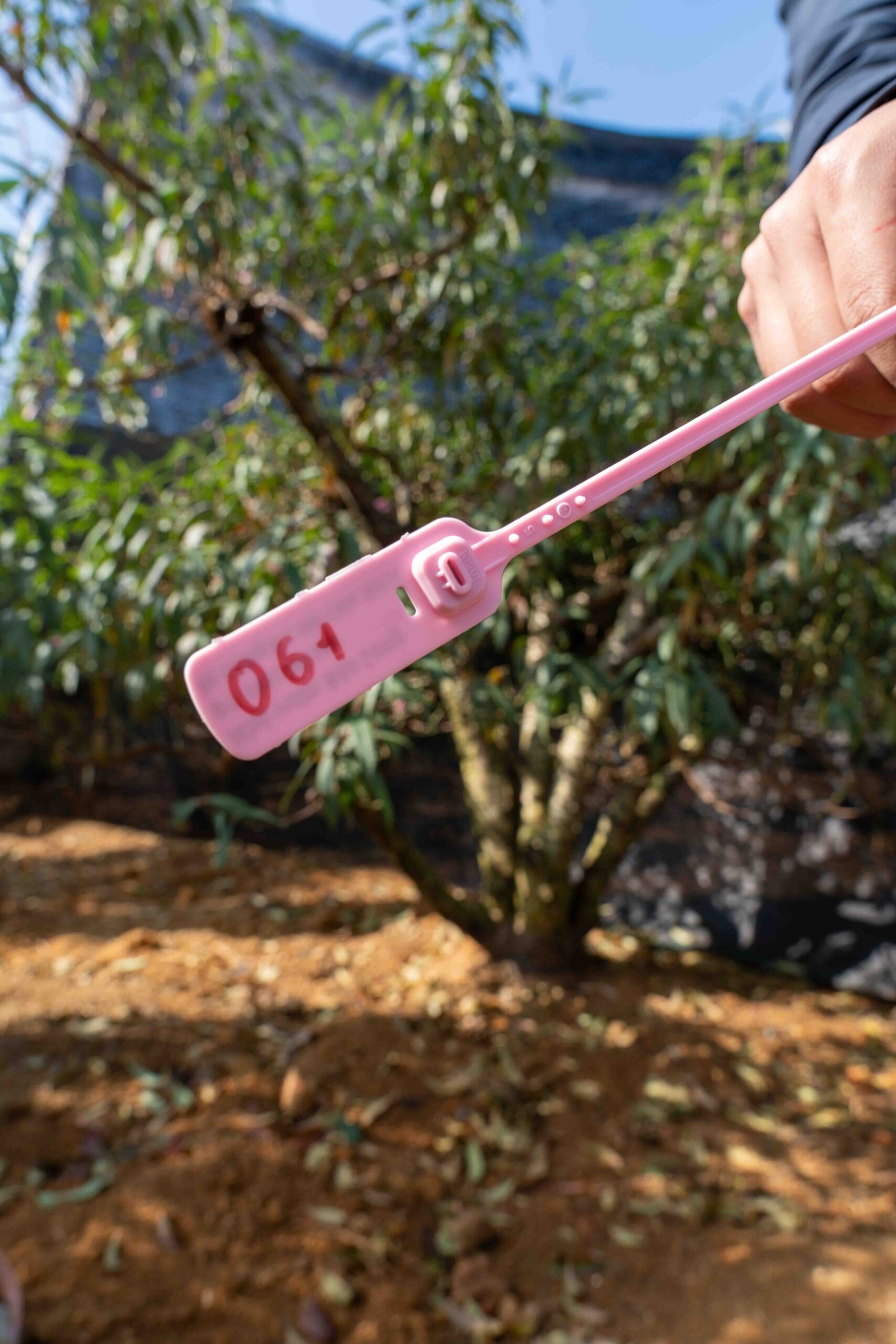 Đào tết Mộc Châu mã số 61 - Image 2