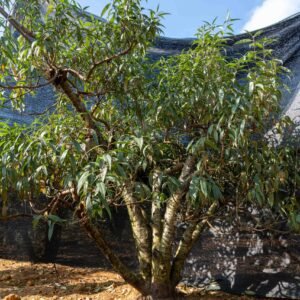 Đào tết Mộc Châu mã số 61