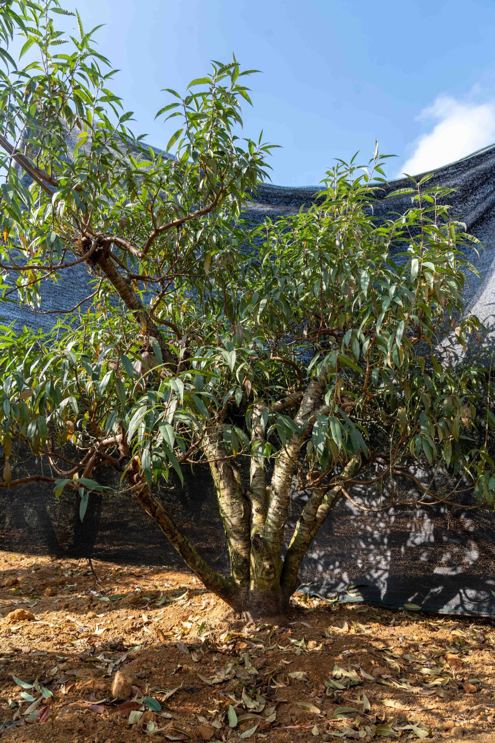 Đào tết Mộc Châu mã số 61