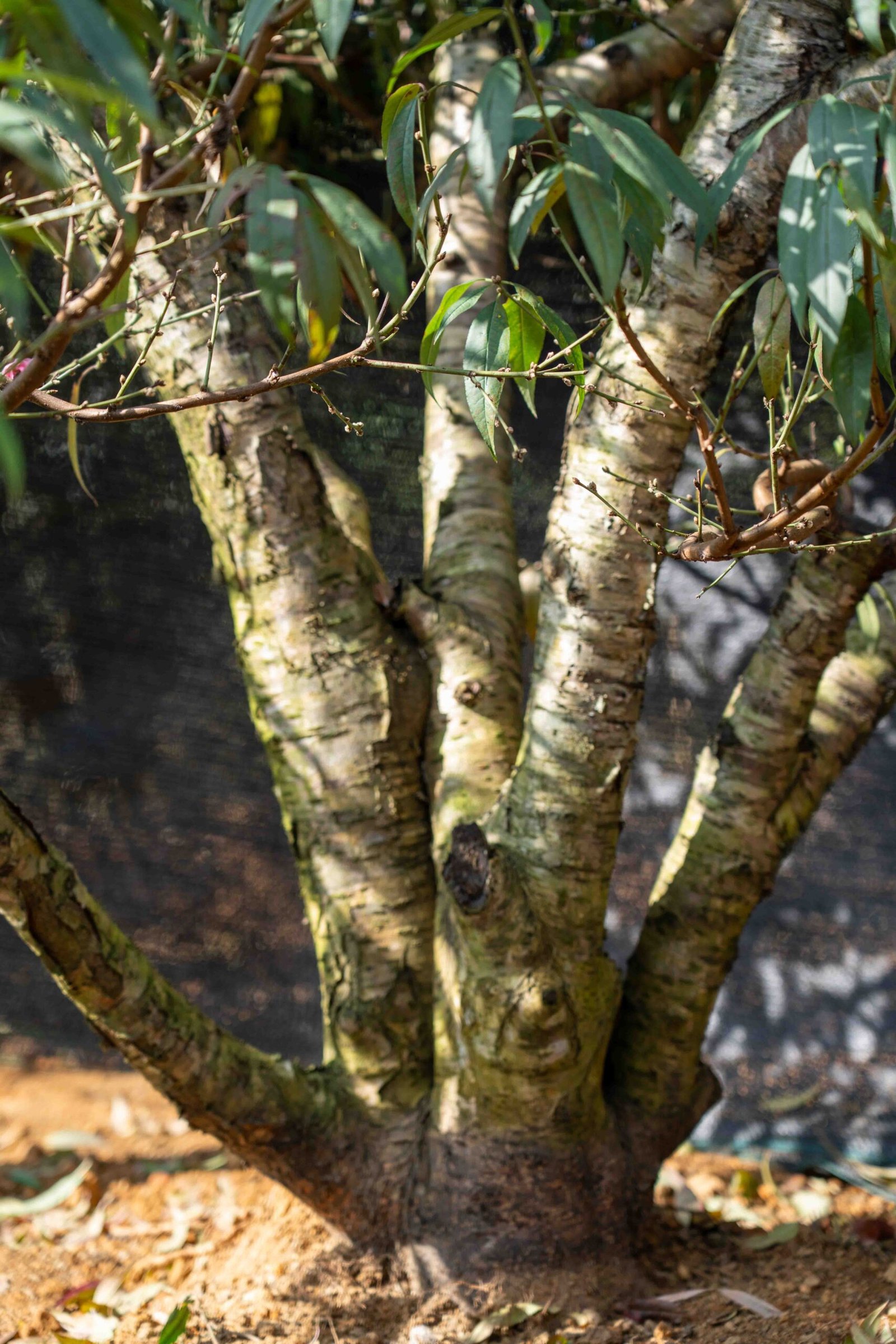 Đào tết Mộc Châu mã số 61 - Image 5