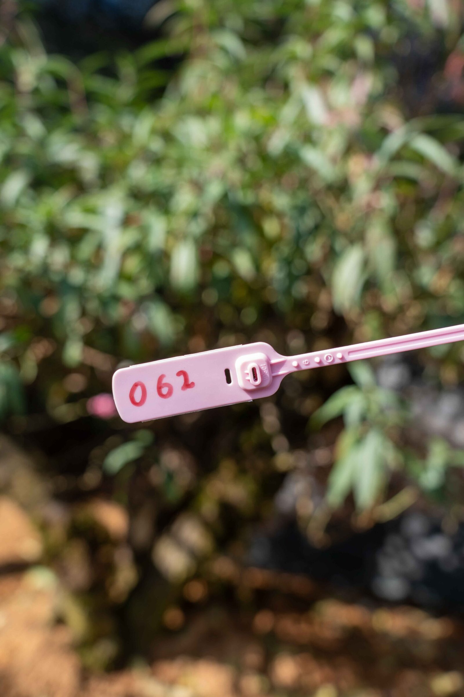 Đào tết Mộc Châu mã số 62 - Image 2