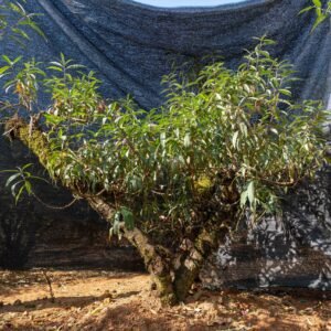 Đào tết Mộc Châu mã số 62