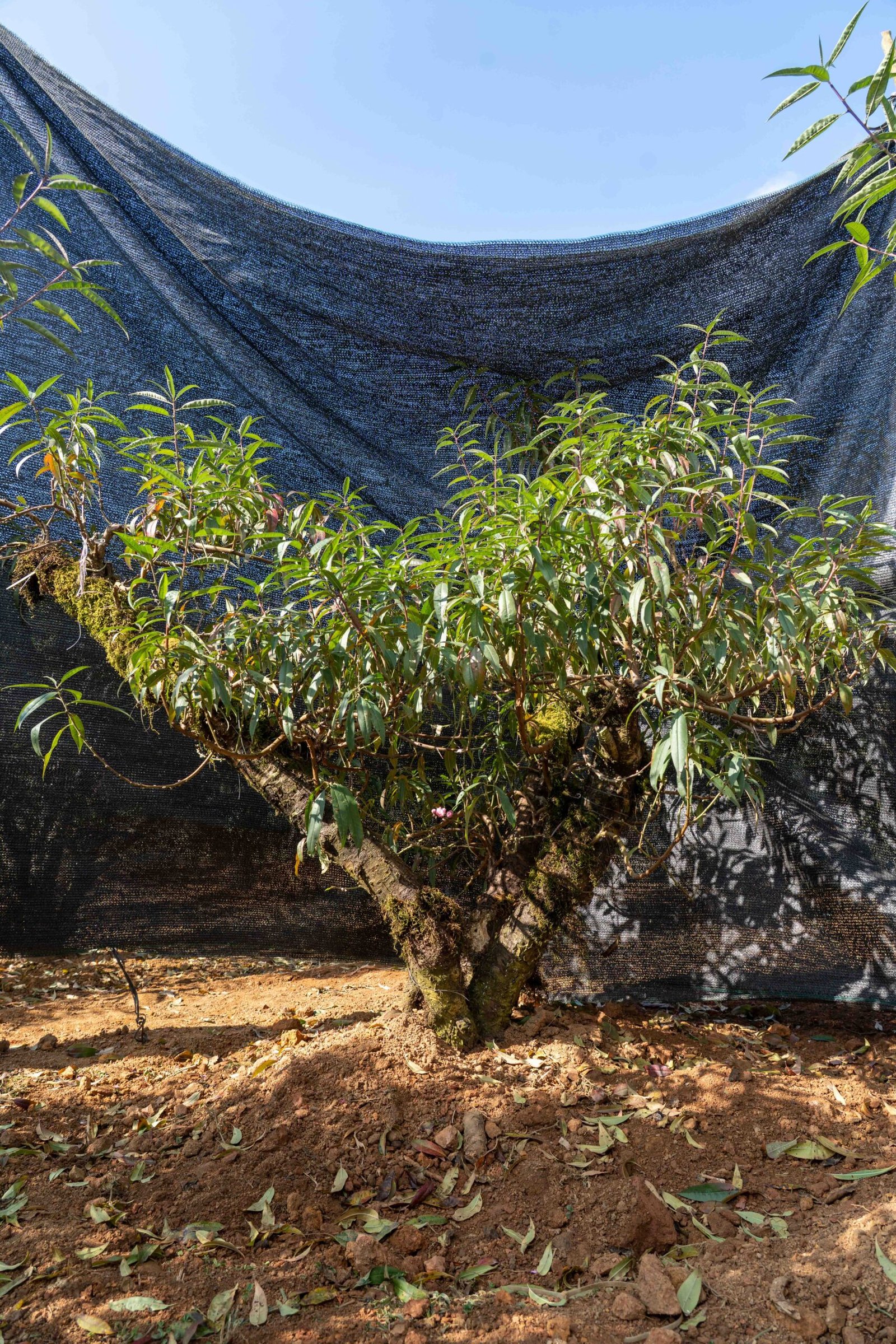 Đào tết Mộc Châu mã số 62