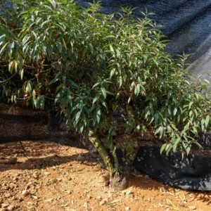 Đào tết Mộc Châu mã số 63