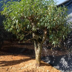 Đào tết Mộc Châu mã số 64