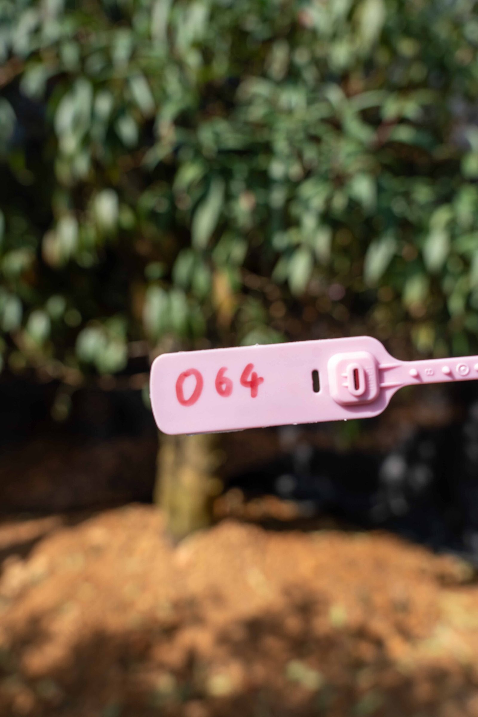 Đào tết Mộc Châu mã số 64 - Image 2