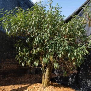 Đào tết Mộc Châu mã số 64