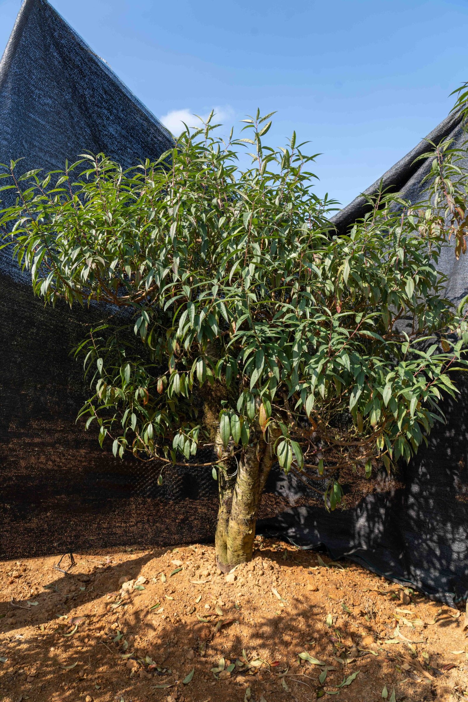 Đào tết Mộc Châu mã số 64