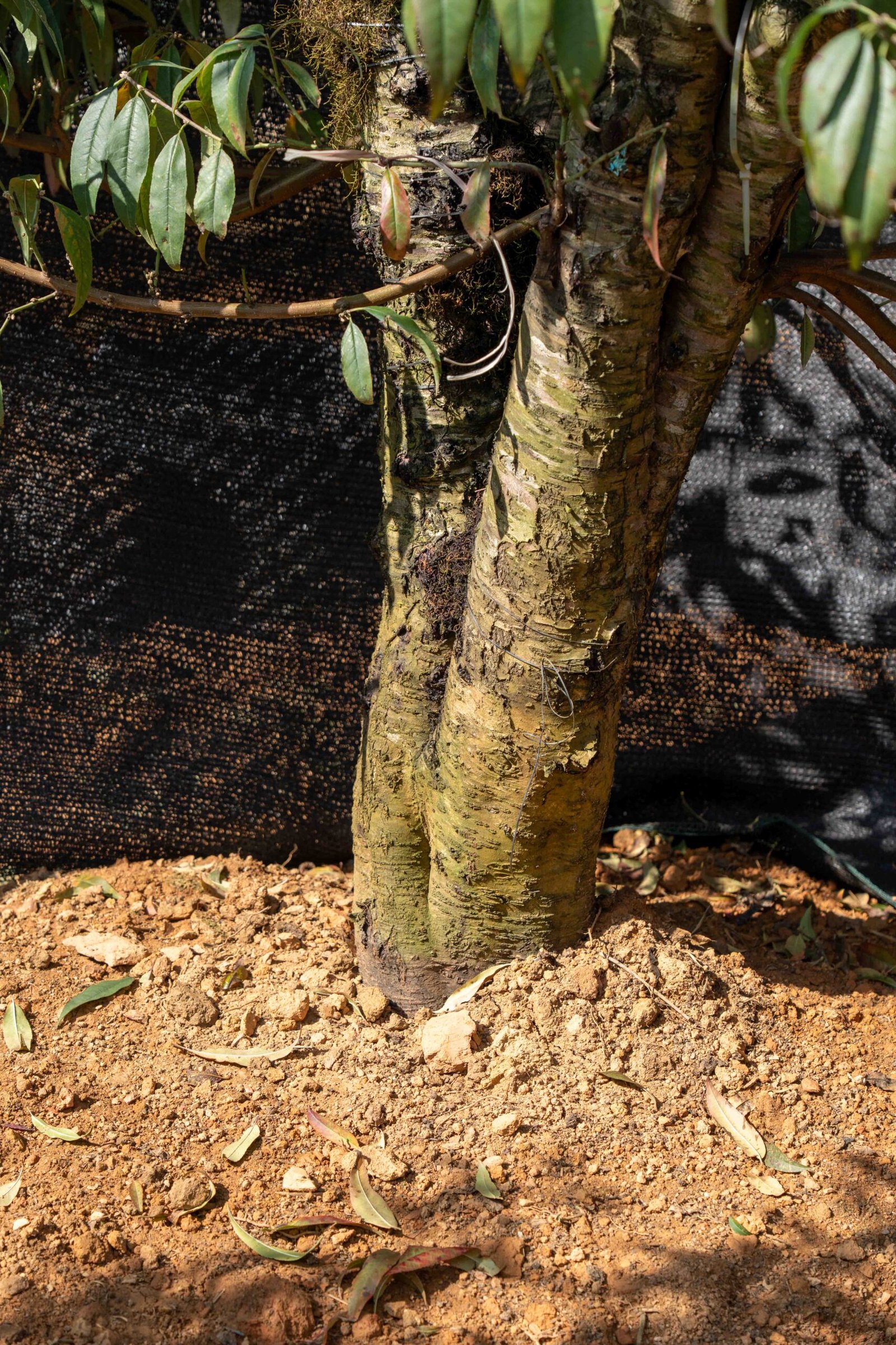 Đào tết Mộc Châu mã số 64 - Image 4