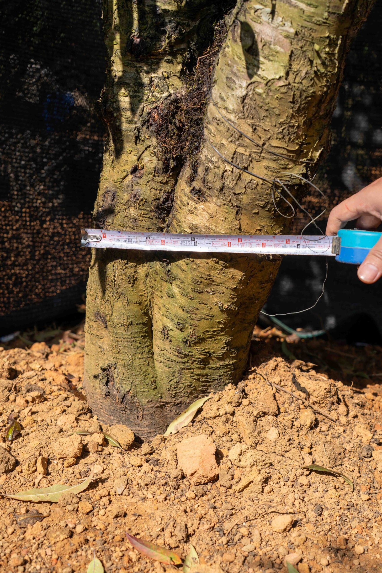 Đào tết Mộc Châu mã số 64 - Image 5