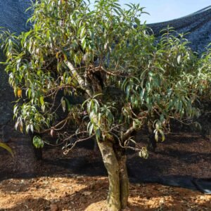 Đào tết Mộc Châu mã số 65