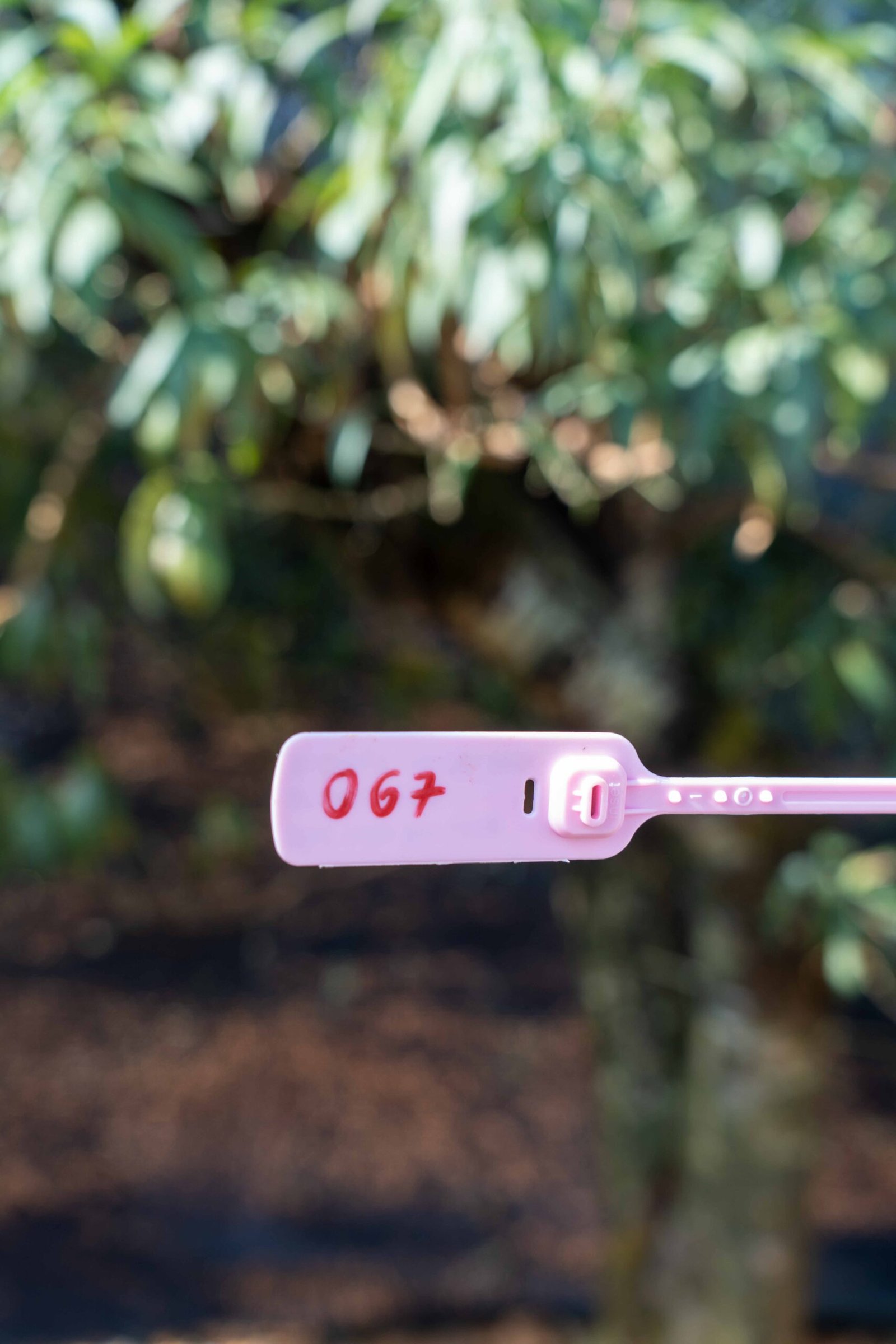 Đào tết Mộc Châu mã số 67 - Image 2