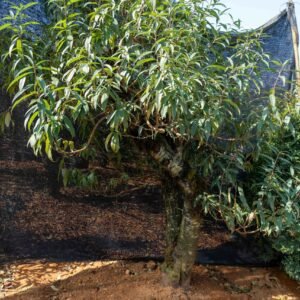 Đào tết Mộc Châu mã số 67