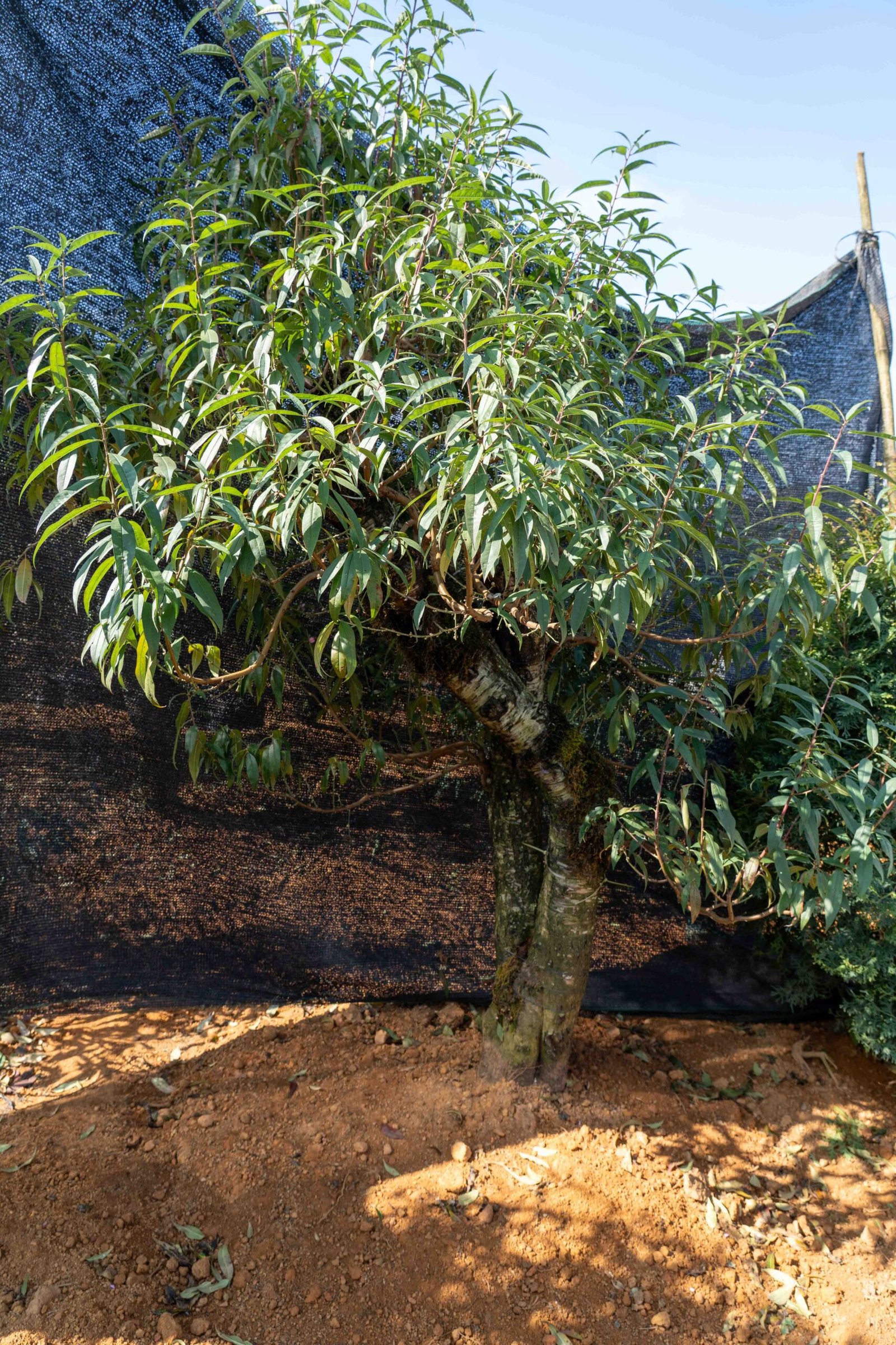 Đào tết Mộc Châu mã số 67