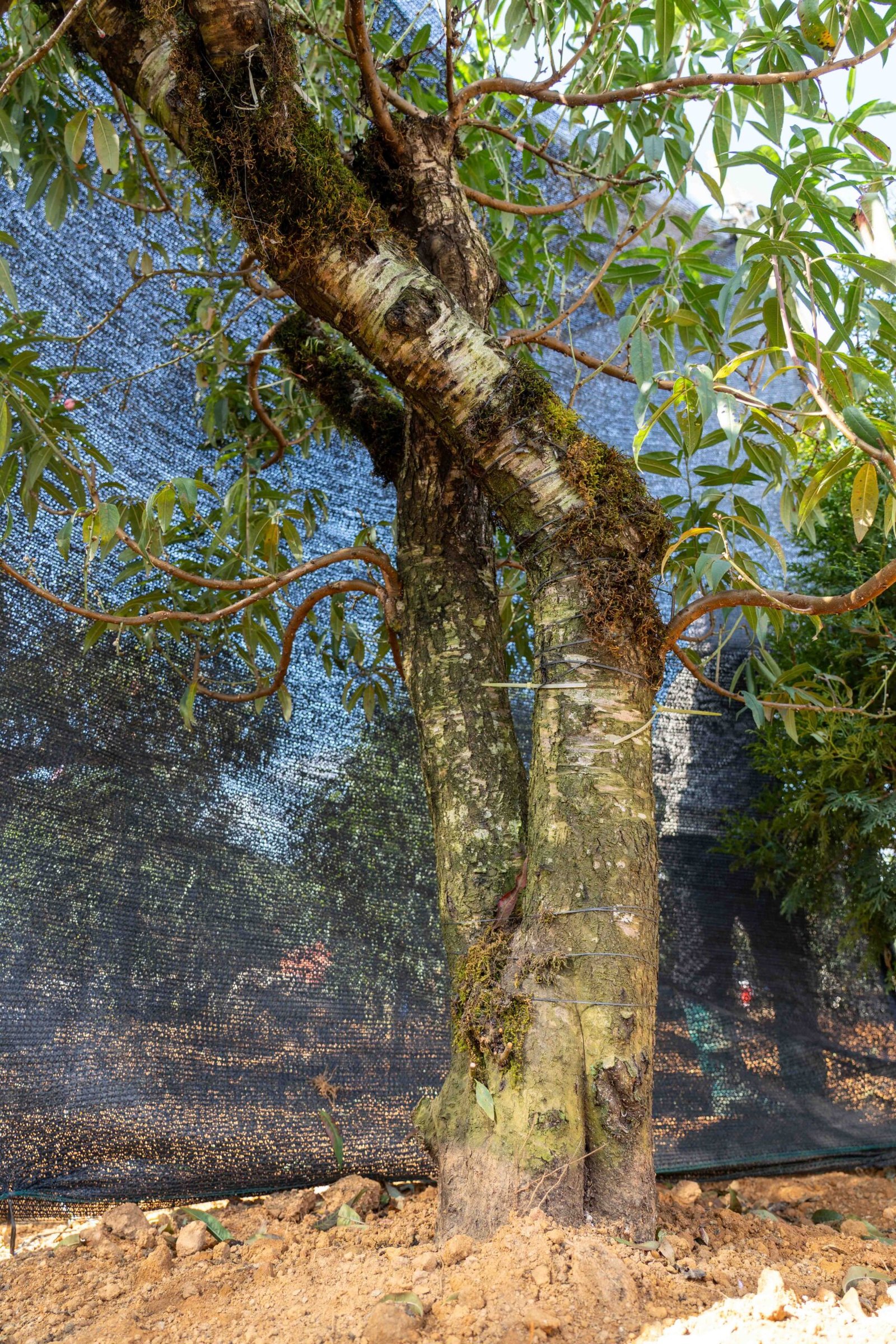 Đào tết Mộc Châu mã số 67 - Image 4