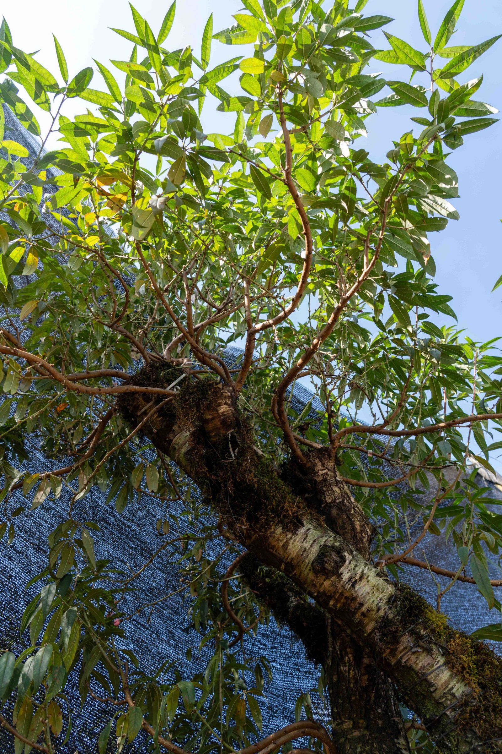 Đào tết Mộc Châu mã số 67 - Image 7