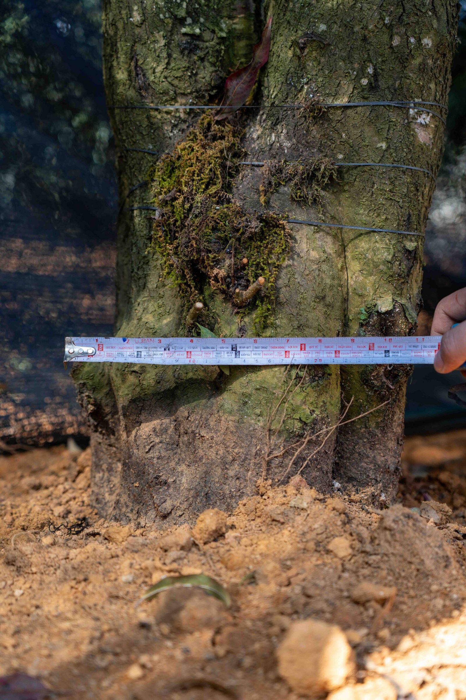 Đào tết Mộc Châu mã số 67 - Image 8