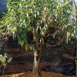 Đào tết Mộc Châu mã số 68