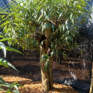 Đào tết Mộc Châu mã số 69