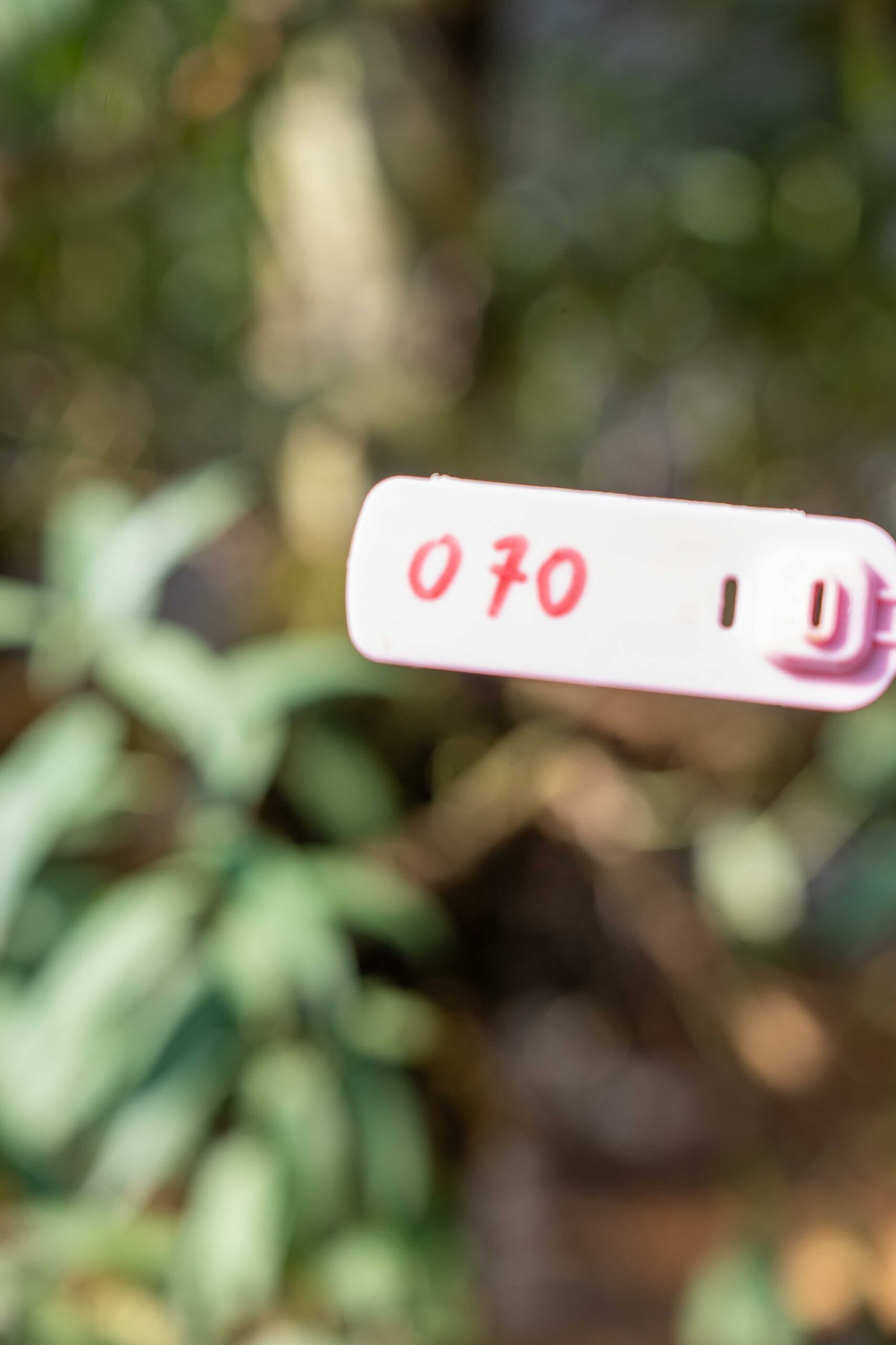 Đào tết Mộc Châu mã số 70 - Image 8