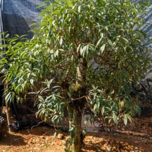 Đào tết Mộc Châu mã số 70