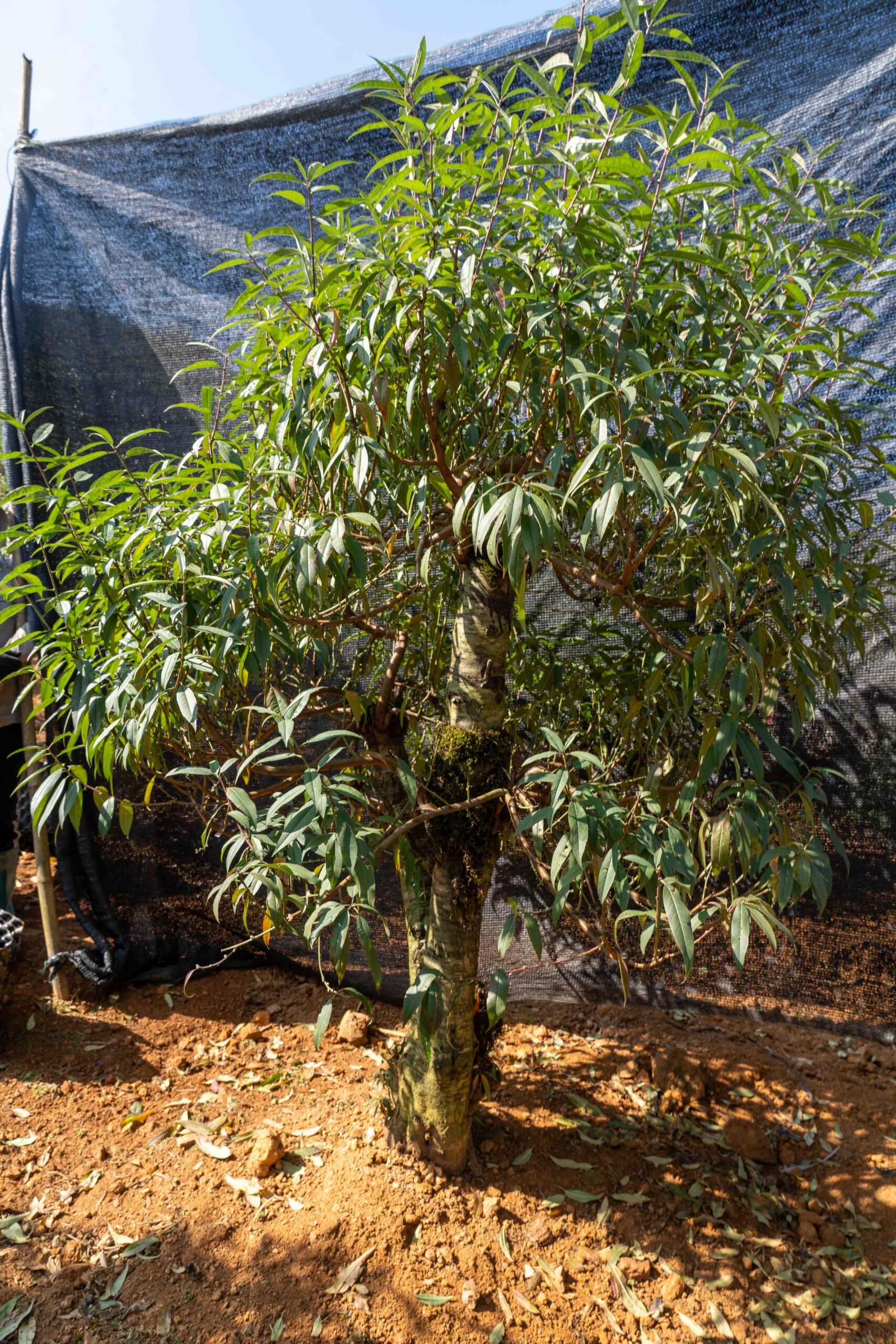 Đào tết Mộc Châu mã số 70