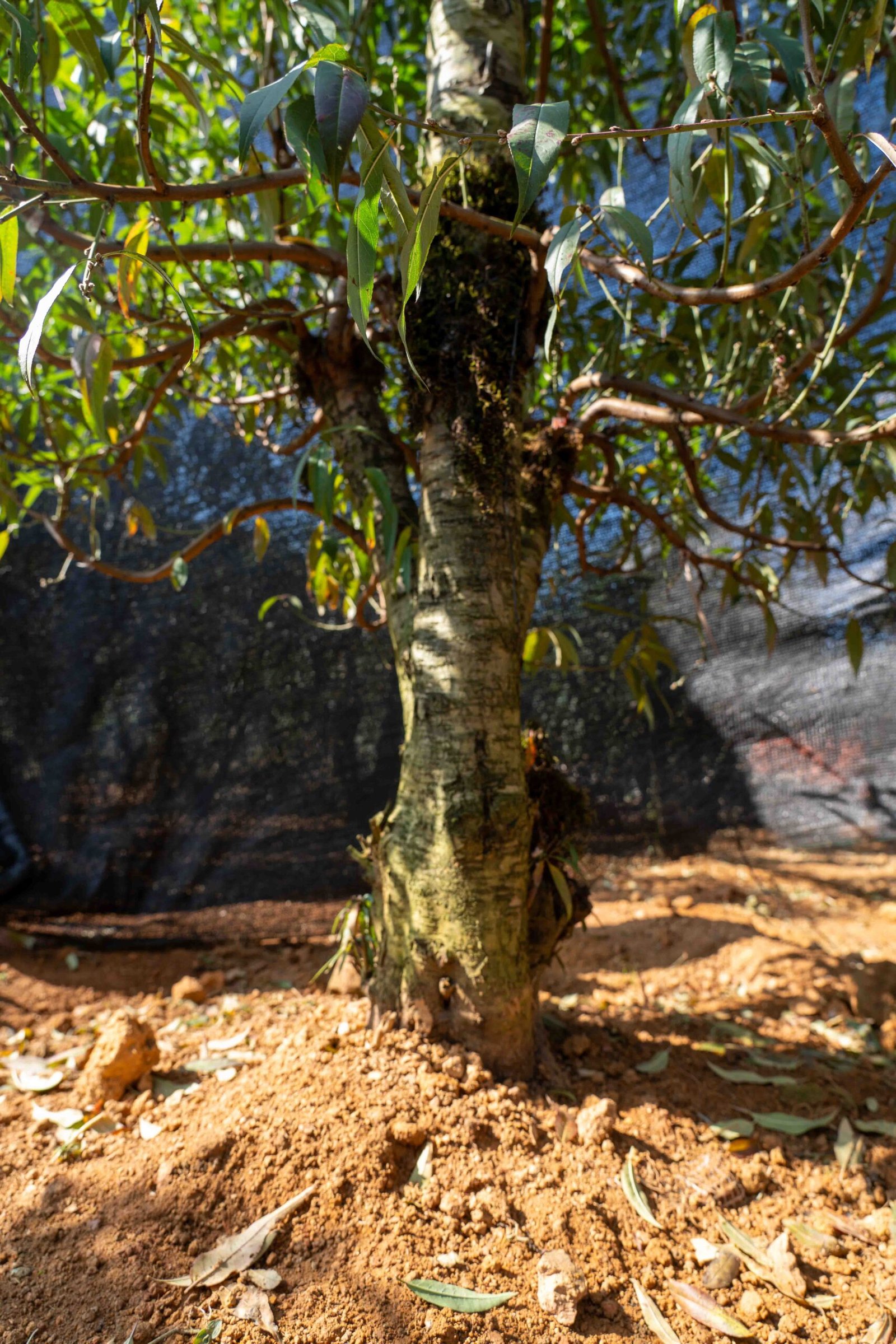 Đào tết Mộc Châu mã số 70 - Image 3