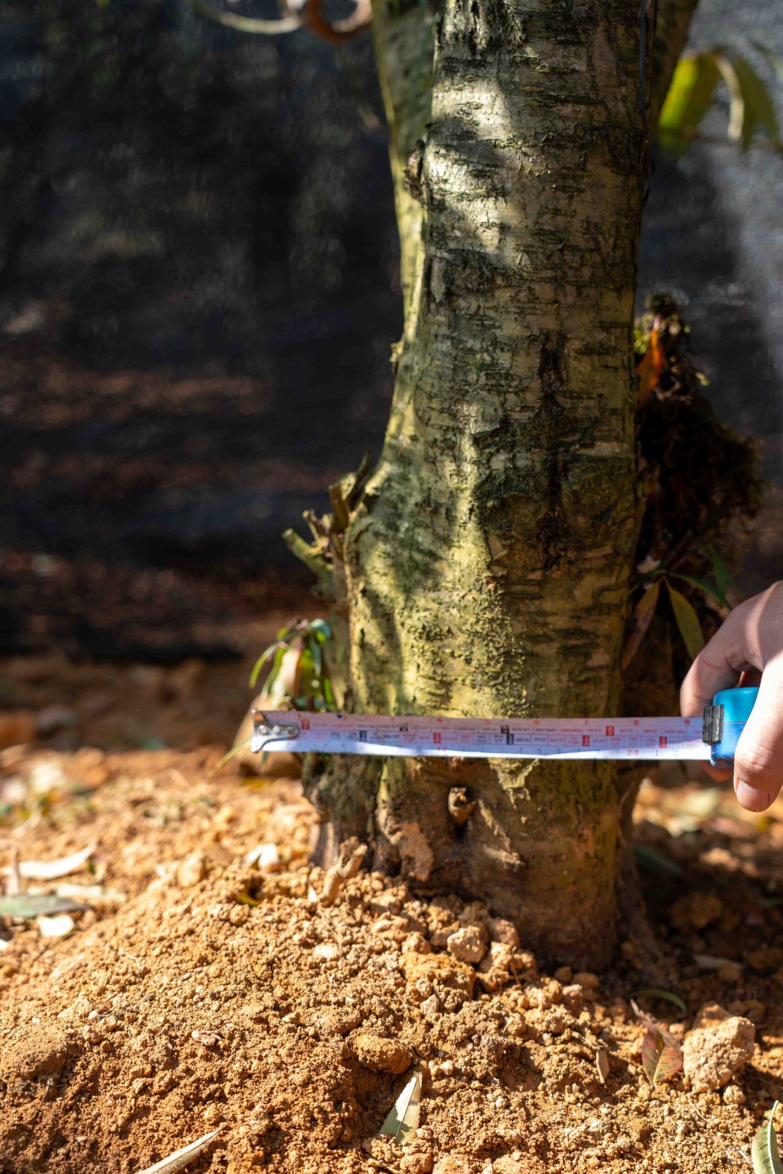 Đào tết Mộc Châu mã số 70 - Image 4