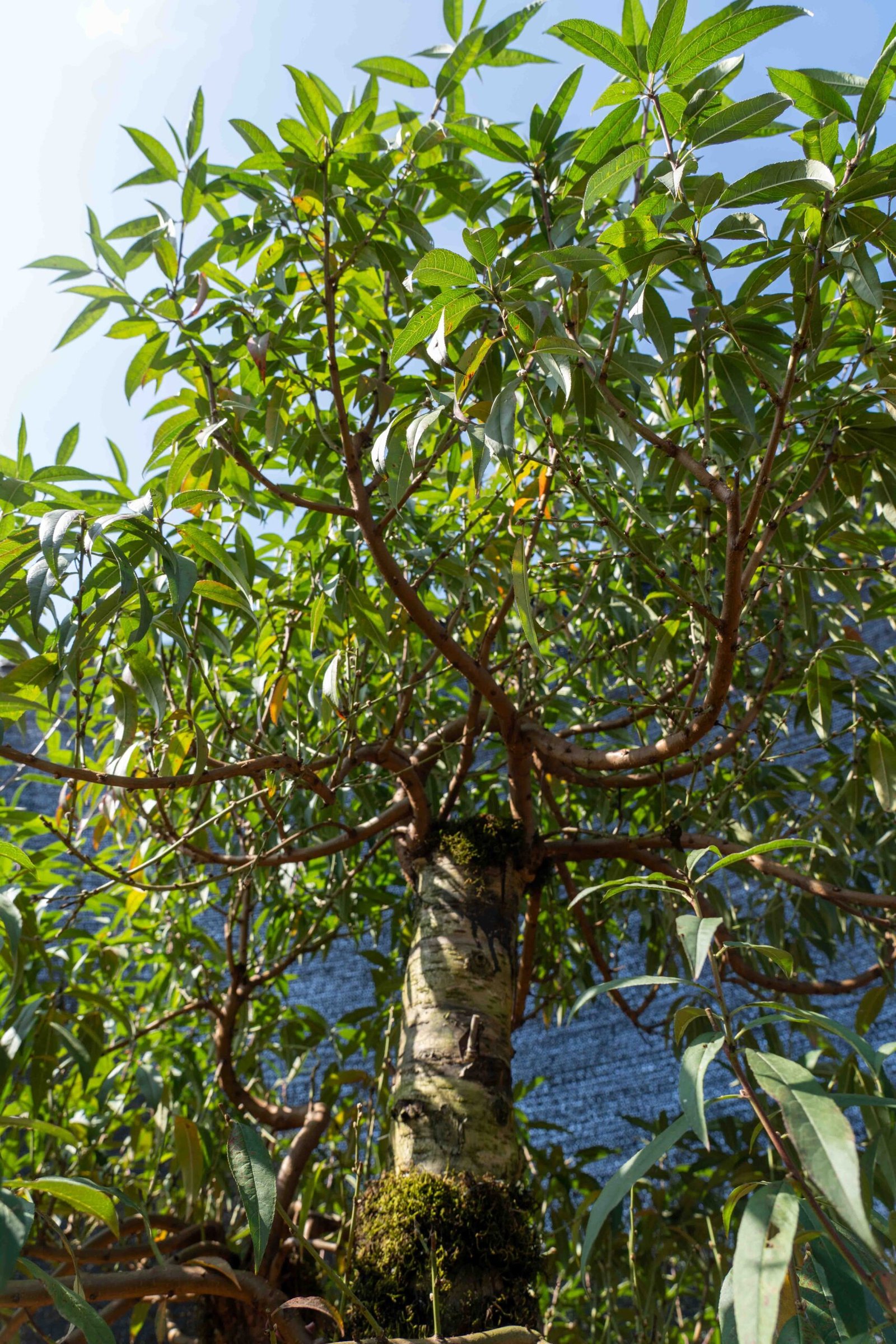 Đào tết Mộc Châu mã số 70 - Image 7