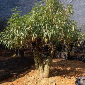 Đào tết Mộc Châu mã số 71