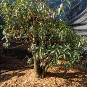 Đào tết Mộc Châu mã số 72