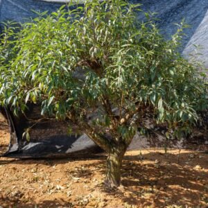 Đào tết Mộc Châu mã số 73